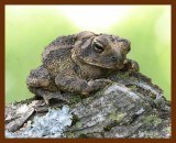 american toad 5-1-06-cl2b.jpg