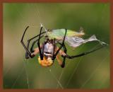 barn spider 9-1-10-185b.jpg