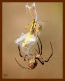 barn spider-grasshopper 8-15-07-4c1b.jpg