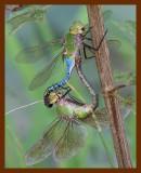 dragonflies 8-25-06-cl2b.jpg
