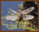 dragonfly 5-18-08-4d564b.jpg