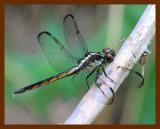 dragonfly 7-3-06-cl3b.jpg