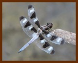 dragonfly 7-24-06-cl2b.jpg
