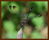 dragonfly 8-1-08-4d501b.jpg