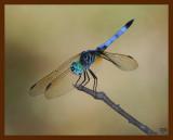 dragonfly 8-5-08-4d192b.jpg