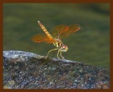dragonfly 8-7-08-4d604b.jpg