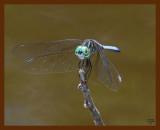 dragonfly 8-13-08-4d165b.jpg