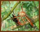 robberfly-redwasp 9-9-07-4c2b.jpg