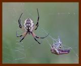spider-grasshopper 8-27-06-cl2b.jpg