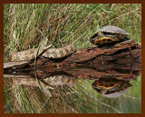 diamondback watersnake-turtle 4-29-07cl1b.jpg