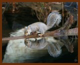 gray squirrel 11-28-07-4c81b.jpg
