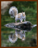 gray squirrel -125-07-4c27b.jpg