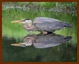 great blue heron 5-6-07cl2b.jpg