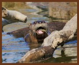 river otter 2-13-11-630b.jpg