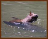 river otter 8-24-08-4d026b.jpg