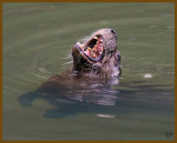 river otter 8-24-08-4d042b.jpg