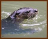river otter 8-24-08-4d046b.jpg