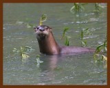 river otter 9-8-08-4d123b.jpg