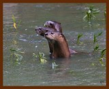 river otter 9-8-08-4d128b.jpg