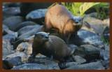 river otters 10-5-11-099c2b.jpg