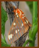 regal moth 5-28-08-4d539b.jpg