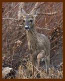 deer-1-9-09-4d703b.jpg