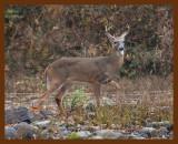 deer-1-15-08-4d535b.jpg