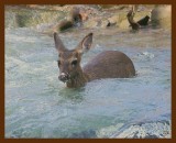 deer-2-7-09-4d929b.jpg