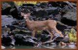 deer-10-23-11-943c2b.jpg