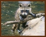 raccoon young 6-17-09-4d135b.jpg