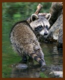 raccoon young 7-8-08-4d919b.jpg