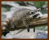raccoon young 7-14-09-4d767b.jpg