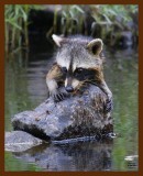 raccoon young 8-5-08 4d142b.jpg