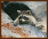raccoon young 8-6-09-4d823b.jpg