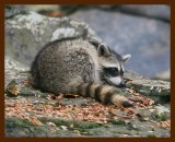 raccoon young 8-6-09-4d845b.jpg