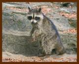 raccoon young 8-27-09-4d178b.jpg
