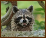 raccoon 6-19-07-4c6b.jpg