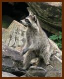 raccoon 6-23-07-4c3b.jpg