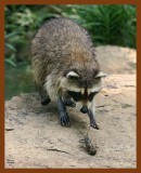 raccoon 6-24-08-4d125b.jpg