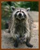 raccoon 6-24-08-4d148b.jpg