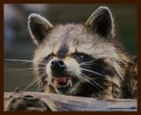 raccoon 6-26-09-4d416b.jpg
