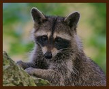 raccoon 7-14-07-4c2b.jpg