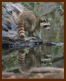 raccoon 9-20-07-4c16b.jpg