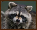 raccoon 11-28-08-4d453b.jpg