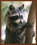 raccoon-young 10-2-08-4d172b.jpg