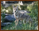 coyote 10-10-07-4c2.jpg