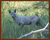 coyote 10-14-07-4c5.jpg