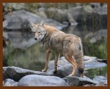 coyote 10-26-07-4c2.jpg