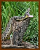 diamond-backed watersnake 5-10-08-700.jpg