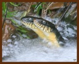 watersnakes-yellow-belly-5-10-09-516.jpg